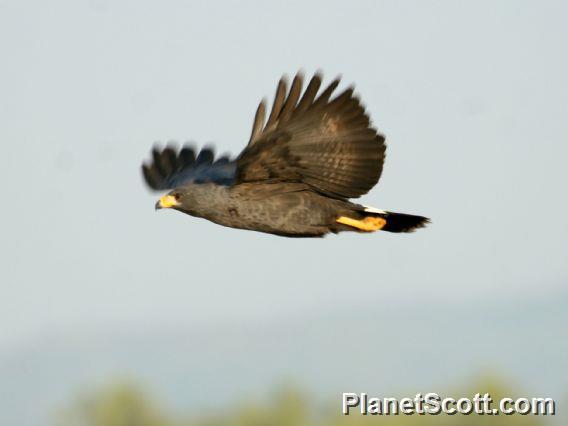 Common Black-Hawk (Buteogallus anthracinus) 