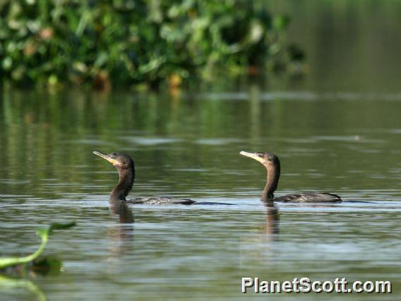 Neotropic Cormorant (Phalacrocorax brasilianus) 