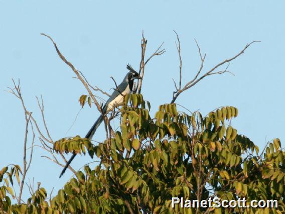 Black-throated Magpie-Jay (Calocitta colliei) 