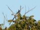 Black-throated Magpie-Jay (Calocitta colliei) 