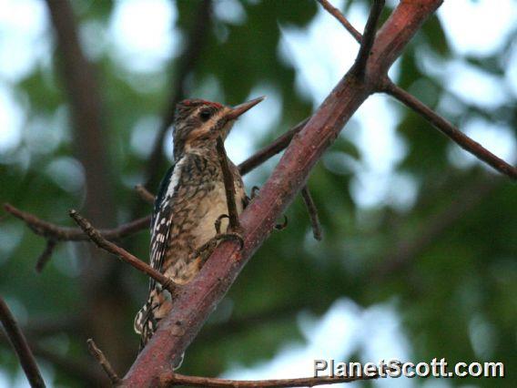 Yellow-bellied Sapsucker (Sphyrapicus varius) 