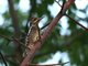 Ladder-backed Woodpecker (Picoides scalaris) 