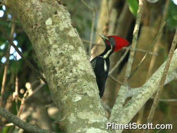 Lineated Woodpecker (Dryocopus lineatus) Male
