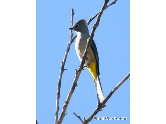 Grey Silky-flycatcher (Ptilogonys cinereus) 