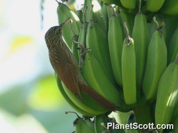 Ivory-billed Woodcreeper (Xiphorhynchus flavigaster) 