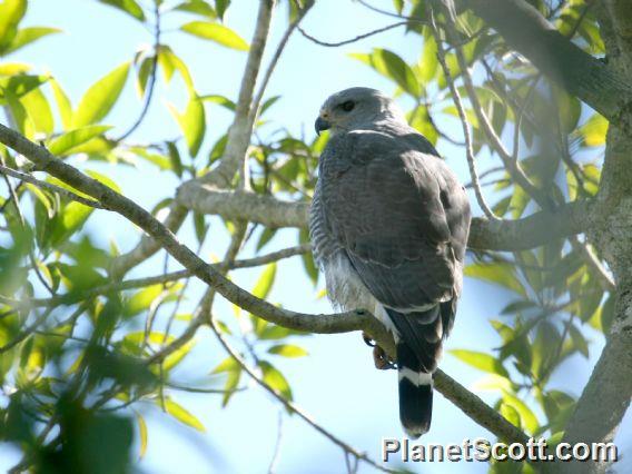 Gray Hawk (Buteo nitida) 