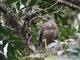 Sharp-shinned Hawk (Accipiter striatus) 