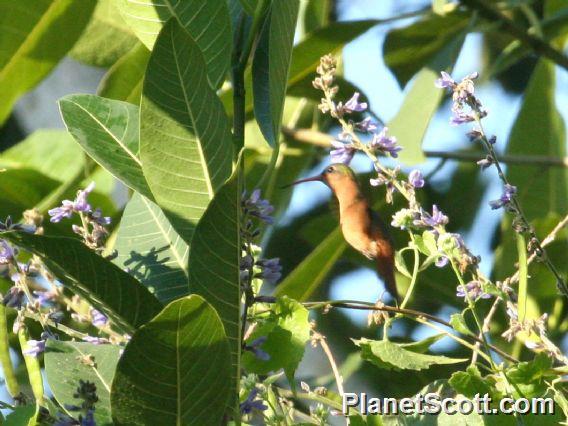 Cinnamon Hummingbird (Amazilia rutila) 