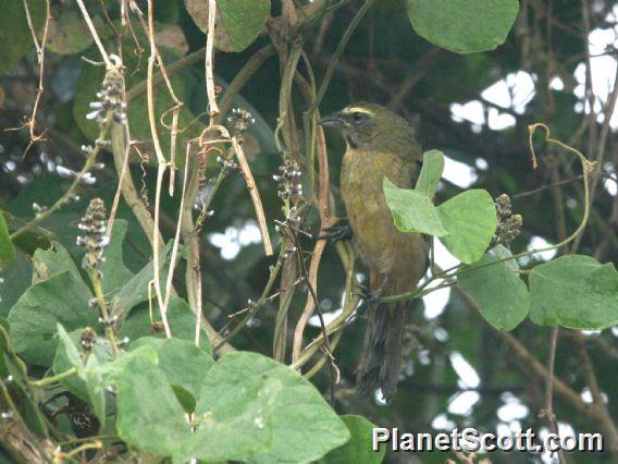 Cinnamon-bellied Saltator (Saltator grandis) 