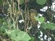 Greyish Saltator (Saltator coerulescens) 