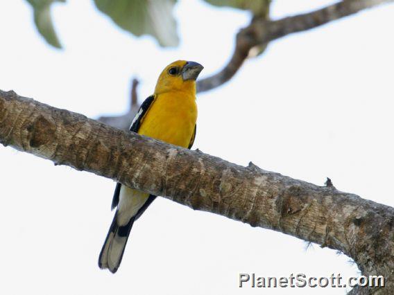 Yellow Grosbeak (Pheucticus chrysopeplus) Male