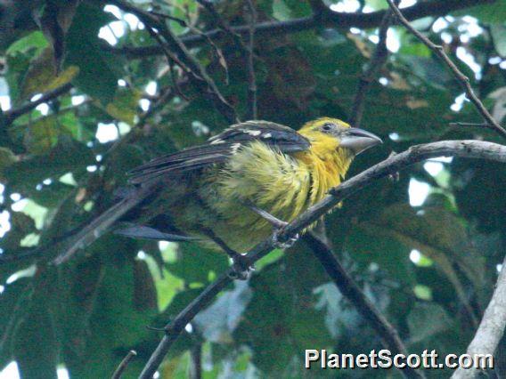 Yellow Grosbeak (Pheucticus chrysopeplus) Female