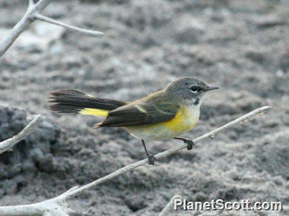 American Redstart (Setophaga ruticilla) Female