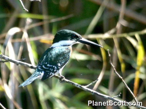 Green Kingfisher (Chloroceryle americana) 