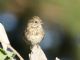 Lincolns Sparrow (Melospiza lincolnii) 