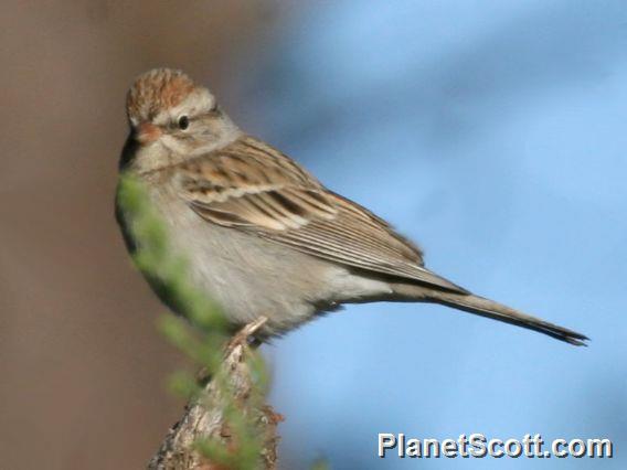 Chipping Sparrow (Spizella passerina) 