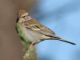 Chipping Sparrow (Spizella passerina) 