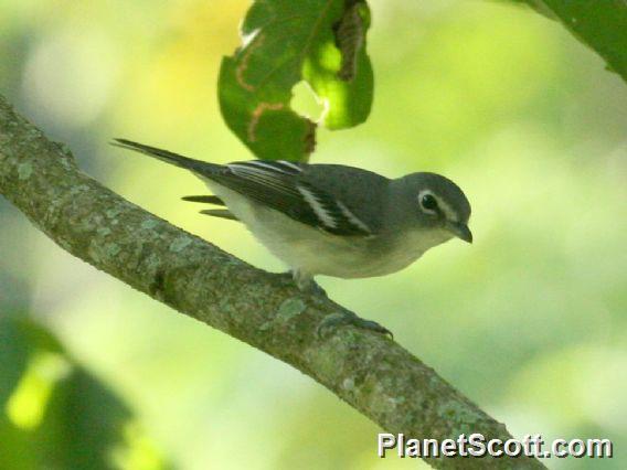 Plumbeous Vireo (Vireo plumbeous) 