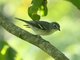 Plumbeous Vireo (Vireo plumbeus) 