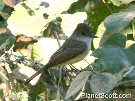 Dusky-capped Flycatcher (Myiarchus tuberculifer) 