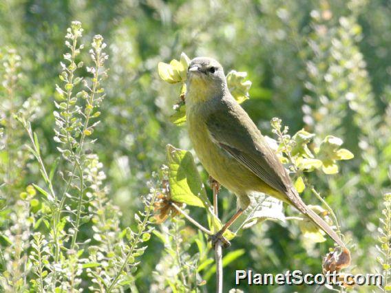 Orange-crowned Warbler (Vermivora celata) 