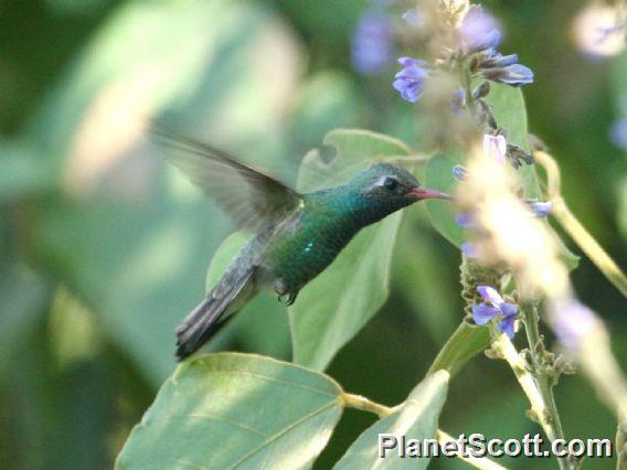 Broad-billed Hummingbird (Cynanthus latirostris) Male