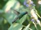 Broad-billed Hummingbird (Cynanthus latirostris) Male