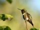 Ruby-throated Hummingbird (Archilochus colubris) 