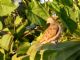 Ruddy Ground-Dove (Columbina talpacoti) - Female
