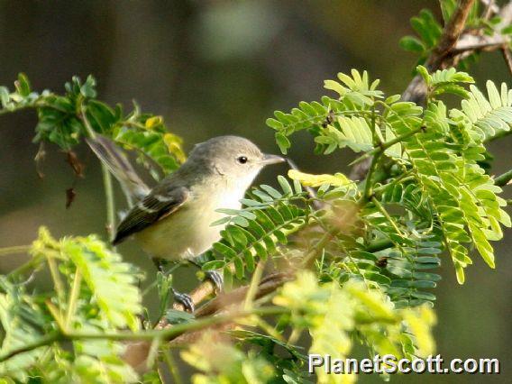 Bell's Vireo (Vireo bellii) 