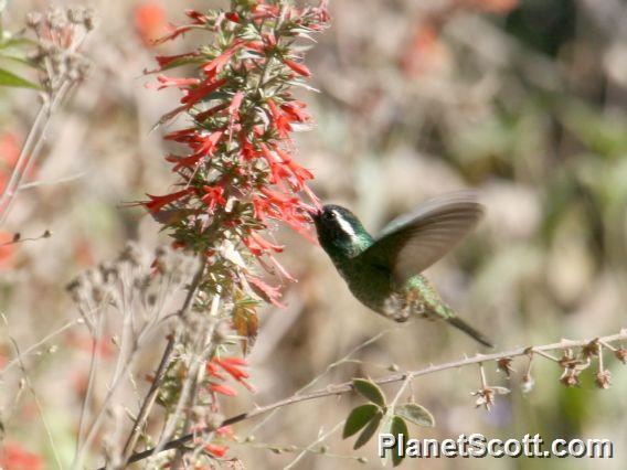 White-eared Hummingbird (Hylocharis leucotis) Female