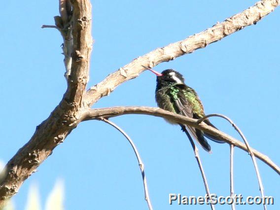 White-eared Hummingbird (Hylocharis leucotis) Male