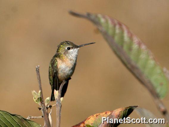 Calliope Hummingbird (Selasphorus calliope) Female