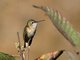Calliope Hummingbird (Stellula calliope) Female