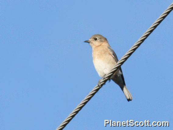 Eastern Bluebird (Sialia sialis) 