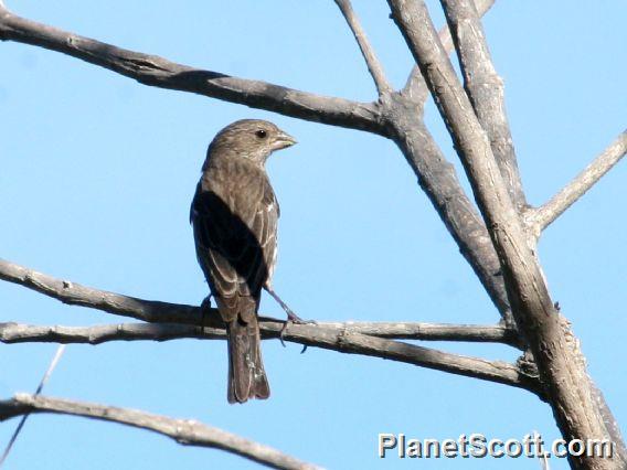 House Finch (Carpodacus mexicanus) Female