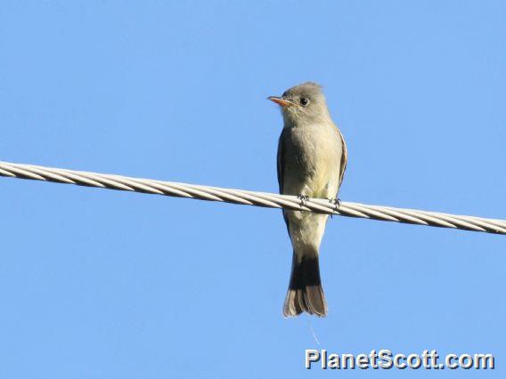 Greater Pewee (Contopus pertinax) 