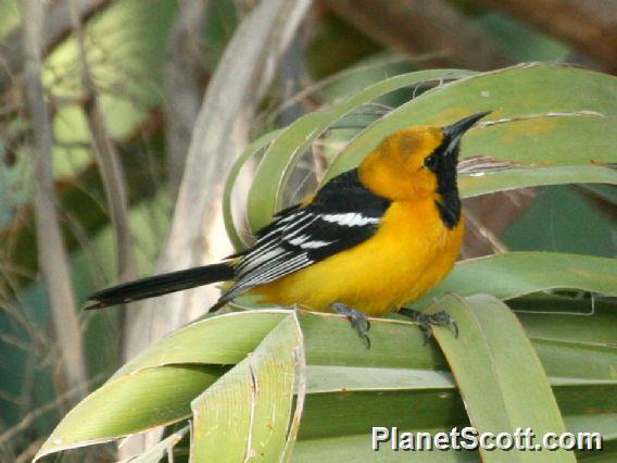 Hooded Oriole (Icterus cucullatus) Male 