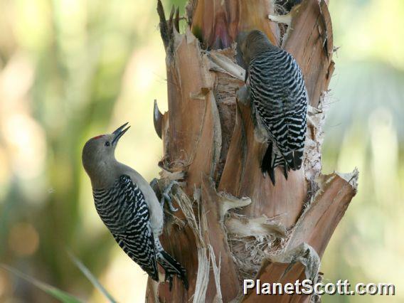 Gila Woodpecker (Melanerpes uropygialis) 