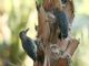 Gila Woodpecker (Melanerpes uropygialis) 