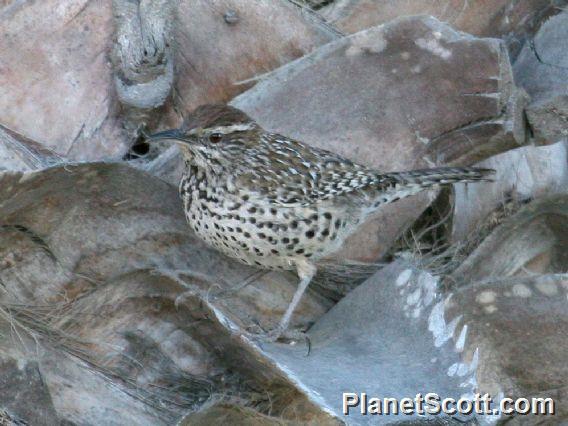 Cactus Wren (Campylorhynchus brunneicapillus) 