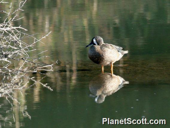 Blue-winged Teal (Spatula discors) Male