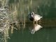 Blue-winged Teal (Anas discors) Male