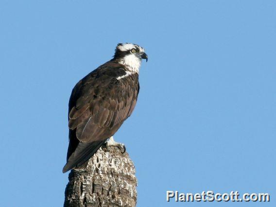 Osprey (Pandion haliaetus) 