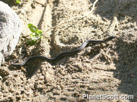 Pacific Water Snake (Thamnophis validus) 