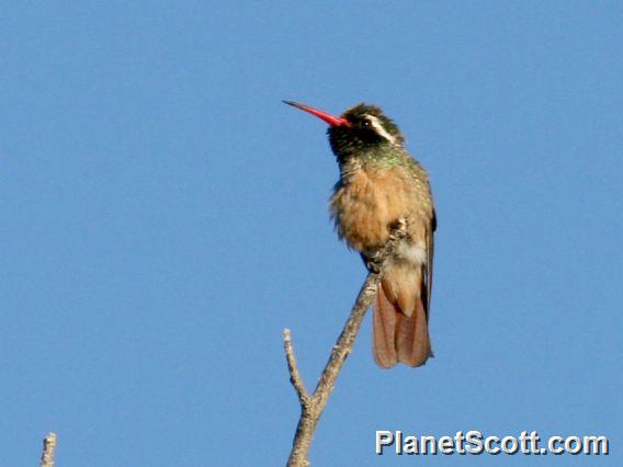 Xantus's Hummingbird (Hylocharis xantusii) 