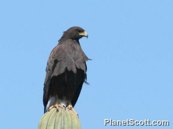 Harris's Hawk (Parabuteo unicinctus) 