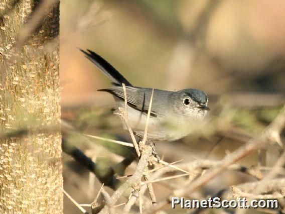 Blue-grey Gnatcatcher (Polioptila caerulea) Male Baja California