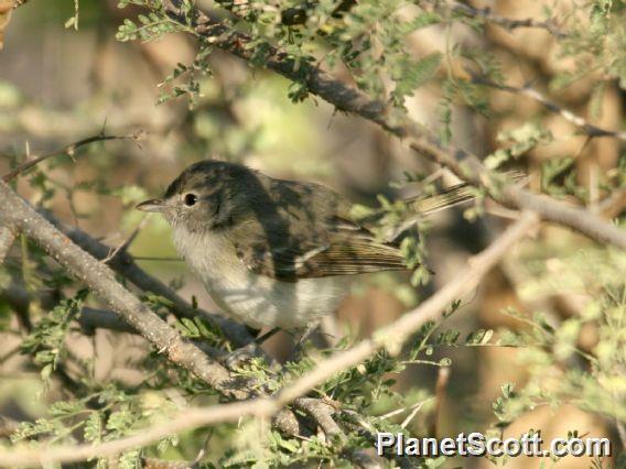 Bell's Vireo (Vireo bellii) Baja California