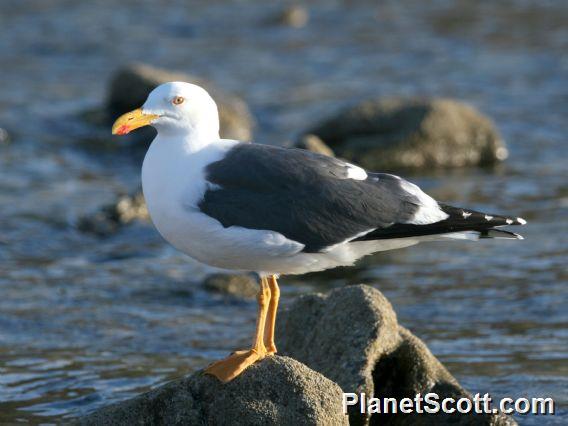 Yellow-footed Gull (Larus livens) 
